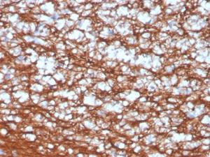 Immunohistochemical analysis of formalin-fixed, paraffin-embedded human cerebellum using Anti-PGP9.5 Antibody [UCHL1/4556R]