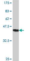 Anti-ZHX2 Mouse Polyclonal Antibody