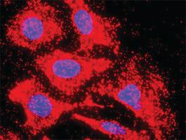 Anti-INHBB + ACVR1C Antibody Pair