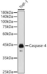 Anti-Caspase-4 Rabbit Polyclonal Antibody