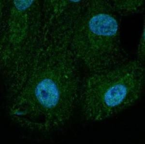 NHI/3T3 cells, fixed with methanol and permeabilized with 0.1% Saponin, stained with Anti-BAX Antibody at a 1:100 dilution