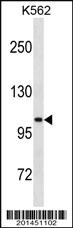 Anti-LGR5 Mouse Monoclonal Antibody