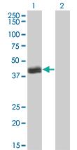 Anti-HLF Mouse Monoclonal Antibody [clone: M2]