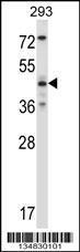 Anti-MAPK9 Rabbit Polyclonal Antibody (PE (Phycoerythrin))