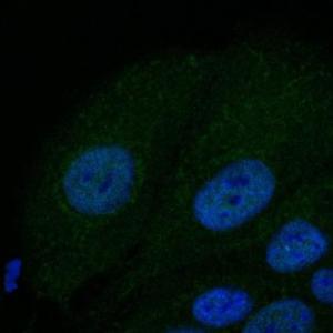 NHI/3T3 cells, fixed with methanol and permeabilized with 0.1% Saponin, stained with Anti-BAX Antibody at a 1:100 dilution