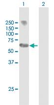 Anti-MYCN Mouse Polyclonal Antibody