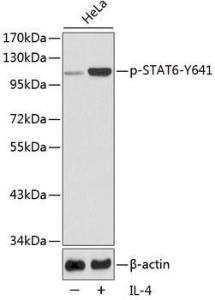 Anti-STAT6