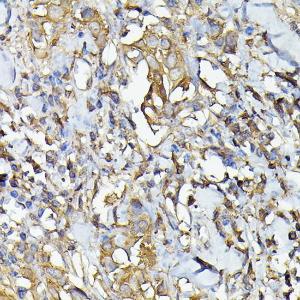 Anti-Caspase-4 Rabbit Polyclonal Antibody