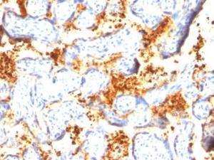 Immunohistochemical analysis of formalin-fixed, paraffin-embedded human placenta using Anti-Transglutaminase II Antibody [SPM358]