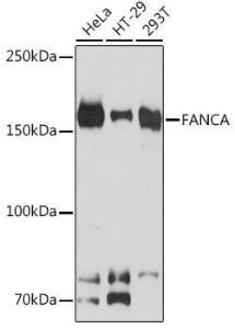 Western blot analysis of extracts of various cell lines, using Anti-FANCA/FAA Antibody [ARC1620] (A308620) at 1:1000 dilution. The secondary Antibody was Goat Anti-Rabbit IgG H&L Antibody (HRP) at 1:10000 dilution. Lysates/proteins were present at 25 µg per lane