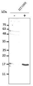 HT1080 cells, stimulated with inactivated E. coli, detected with Anti-IL10 Antibody at a 1:2,500 dilution. 50 µg of total protein per lane and rabbit anti-goat IgG antibody (HRP) at a 1:10,000 dilution