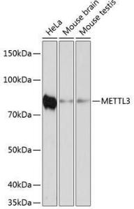 Western blot analysis of extracts of various cell lines, using Anti-METTL3 Antibody [ARC0487] (A308621) at 1:1000 dilution