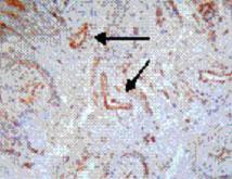 Anti-TNFSF13B Rat Monoclonal Antibody [clone: Buffy-2]