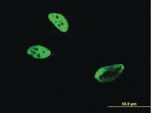 Anti-HLF Mouse Monoclonal Antibody [clone: M2]