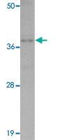 Anti-CDX2 Rabbit Polyclonal Antibody