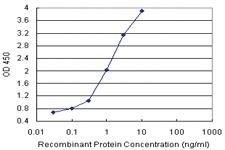 Anti-AIPL1 Polyclonal Antibody Pair