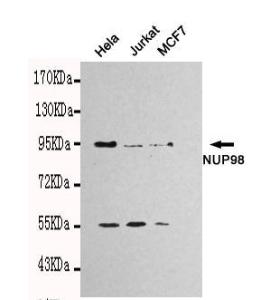 Anti-NUP98 Mouse Monoclonal Antibody [clone: 13k92]