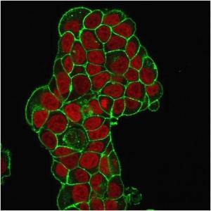 Immunofluorescent analysis of PFA fixed MCF-7 cells stained with Anti-CD47 Antibody [IAP/964] followed by Goat Anti-Mouse IgG (CF&#174; 488) (Green). The nuclear counterstain is RedDot