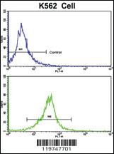 Anti-CACNG5 Rabbit Polyclonal Antibody