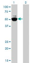 Anti-MYCN Mouse Monoclonal Antibody [clone: 3H4]