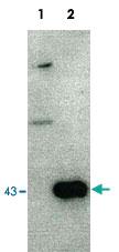 Anti-RNQ1 Rabbit Polyclonal Antibody