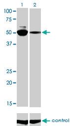 Anti-MYCN Mouse Monoclonal Antibody [clone: 3H4]