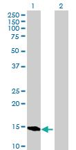 Anti-BATF Mouse Polyclonal Antibody