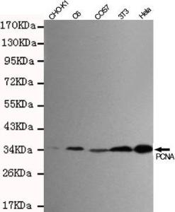 Anti-PCNA Mouse Monoclonal Antibody [clone: 13k94]