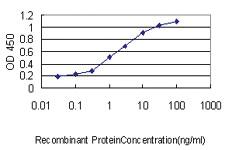 Anti-MYCN Mouse Monoclonal Antibody [clone: 3H4]