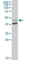 Anti-STYK1 Mouse Monoclonal Antibody [clone: 4A4]