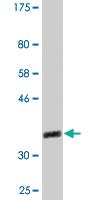 Anti-PELO Mouse Monoclonal Antibody [clone: 2C2]