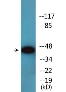 Western blot analysis of lysates from HepG2 cells treated with TNF 20 ng/ml 5' using Anti-p47 phox (phospho Ser345) Antibody