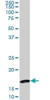 Anti-BATF Mouse Monoclonal Antibody [clone: 8A12]