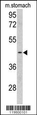 Anti-CLUAP1 Rabbit Polyclonal Antibody