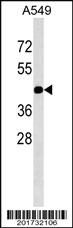 Anti-GJC2 Mouse Monoclonal Antibody