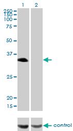 Anti-HLF Mouse Monoclonal Antibody [clone: M2]