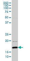 Anti-BATF Mouse Monoclonal Antibody [clone: 8A12]