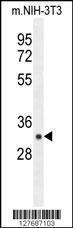 Anti-RPS6 Rabbit Polyclonal Antibody (FITC (Fluorescein Isothiocyanate))