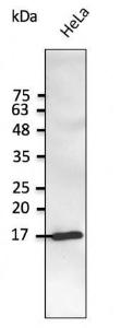 HeLa cell lysate detected with Anti-SNCG Antibody at a 1:2,500 dilution Lysate at 50 µg and rabbit anti-goat IgG antibody (HRP) at a 1:10,000 dilution