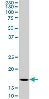 Anti-BATF Mouse Monoclonal Antibody [clone: 8A12]