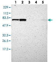 Anti-RNGTT Rabbit Polyclonal Antibody