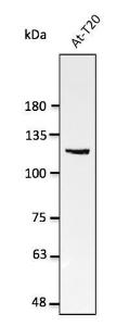 Antibody anti-nucleolin 100 µg