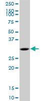 Anti-MYD88 Mouse Polyclonal Antibody