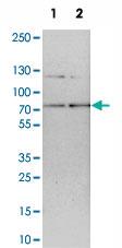 Anti-RNGTT Rabbit Polyclonal Antibody