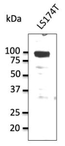 Anti-alpha 1 Sodium Potassium ATPase Goat Polyclonal Antibody