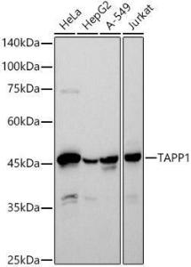 Western blot analysis of extracts of various cell lines, using Anti-TAPP-1 Antibody [ARC2927] (A308627) at 1:500 dilution. The secondary antibody was Goat Anti-Rabbit IgG H&L Antibody (HRP) at 1:10,000 dilution.