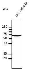 HEK293 cells, transfected with GFP-RAB2B, detected with Anti-RAB2 Antibody at a 1:1,000 dilution Lysate at 50 µg and rabbit anti-goat IgG antibody (HRP) at a 1:10,000 dilution