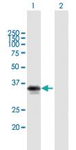 Anti-MYD88 Mouse Polyclonal Antibody