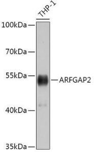 Anti-ARF GAP 2 antibody