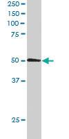 Anti-SNX5 Goat Polyclonal Antibody